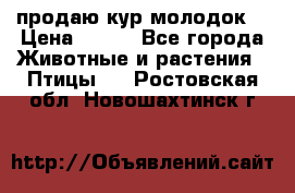 продаю кур молодок. › Цена ­ 320 - Все города Животные и растения » Птицы   . Ростовская обл.,Новошахтинск г.